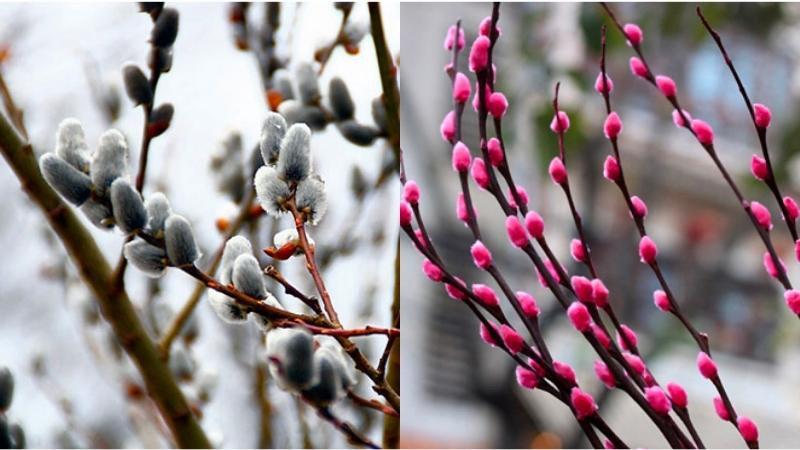  3. Gia tăng may mắn. Người xưa cho rằng liễu bạc sẽ gia tăng may mắn cho gia chủ. Đối với người chưa lập gia đình, điều này có thể là sự gia tăng thiện cảm đối với người khác giới và có cơ gặp được người bạn đời lý tưởng. 