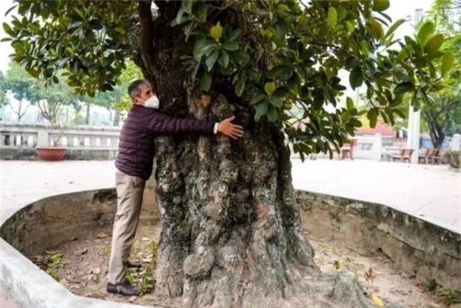 br/> Đây cũng được cho là cây mít cổ thụ 'cao niên' nhất Việt Nam. Không chỉ toả bóng mát cho người dân làng hóng mát, tập thể dục mà cây mít cổ thụ này còn thu hút sự chú ý cho du khách mỗi lần tham quan ở Cổ Loa.