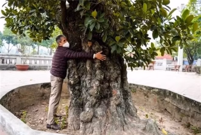 br/> Đây cũng được cho là cây mít cổ thụ 'cao niên' nhất Việt Nam. Không chỉ toả bóng mát cho người dân làng hóng mát, tập thể dục mà cây mít cổ thụ này còn thu hút sự chú ý cho du khách mỗi lần tham quan ở Cổ Loa.
