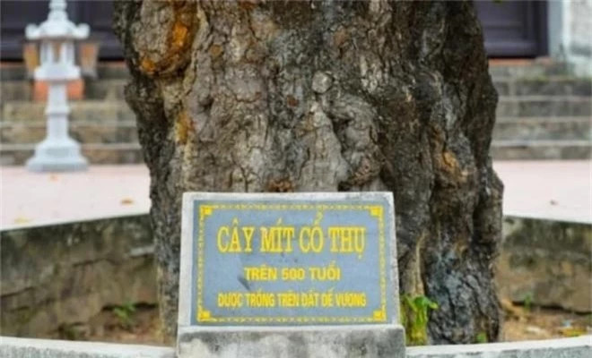  Cây mít cổ thụ này đã trải qua nhiều thăng trầm của lịch sử nhưng vẫn đứng sừng sững qua bao đời. Đây là cây được người dân xã Cổ Loa trồng trên “đất Đế Vương” xưa với những cành lá ngày một sum suê. Đáng nói, dù thân còn găm những mảnh bom thời chiến vậy mà cây mít cổ thụ này vẫn tràn đầy vượng khí, vươn xanh đón ánh mặt trời.
