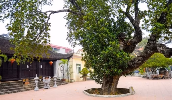 Người dân ở đây cho biết, dù đã nhiều tuổi nhưng cây mít này vẫn cho ra quả hàng năm; vào tháng 7, tháng 8 thì mít chín: "Theo lời các cụ truyền lại thì cây mít này quả to, dai, ngon lắm nhưng giờ cây già cỗi theo thời gian nên quả chỉ còn được 3-4 kg..."