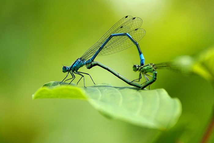 Chuồn chuồn kim xanh da trời (Coenagrion puella) dài 3,5cm, phổ biến ở Tây Bắc châu Âu. Loài này thường đậu trên thực vật nổi. Cá thể đực có vệt đen và xanh lam, trong khi cá thể cái cũng có vệt đen nhưng phần còn lại là màu lục nhạt.