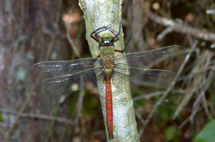 Chuồn chuồn vua đuôi đỏ (Anax longipes) dài 15cm, phân bố ở Mỹ, Trung Mỹ và phía Bắc của Nam Mỹ. Loài chuồn chuồn có màu sắc rực rỡ này thường được ghi nhận khi bay trên các ao hồ lớn với kiểu bay đều, ổn định.