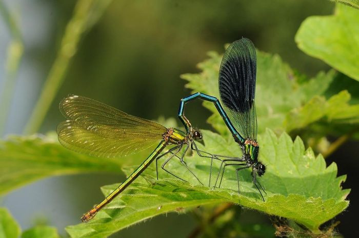 Chuồn chuồn kim cánh hai màu (Calopteryx splendens) dài 4,6cm, phổ biến ở Tây Bắc châu Âu. Các cá thể đực của loài chuồn chuồn kim lớn này có thân màu lục lam ánh kim và dải màu xanh lam trên cánh. Cá thể cái màu lục ánh kim và cánh không có vệt.