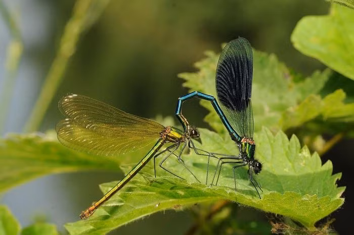 Chuồn chuồn kim cánh hai màu (Calopteryx splendens) dài 4,6cm, phổ biến ở Tây Bắc châu Âu. Các cá thể đực của loài chuồn chuồn kim lớn này có thân màu lục lam ánh kim và dải màu xanh lam trên cánh. Cá thể cái màu lục ánh kim và cánh không có vệt.