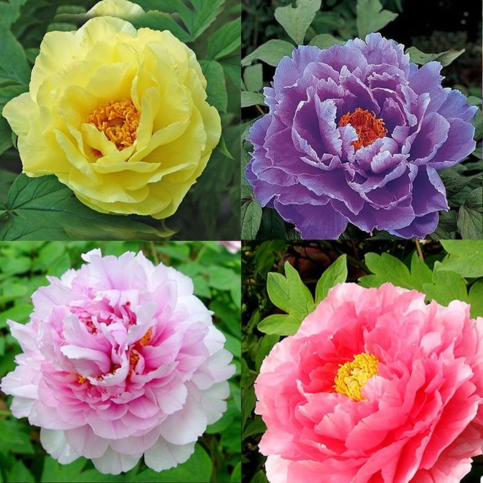  Hoa của nó duyên dáng, đẹp và thơm, quý phái và thanh lịch, và độc đáo. Theo người xưa, hoa mẫu đơn to, đẹp, nở đẹp hoàn hảo nên còn hàm ý sự giàu sang, hoàn hảo.