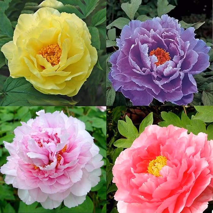  Hoa của nó duyên dáng, đẹp và thơm, quý phái và thanh lịch, và độc đáo. Theo người xưa, hoa mẫu đơn to, đẹp, nở đẹp hoàn hảo nên còn hàm ý sự giàu sang, hoàn hảo.