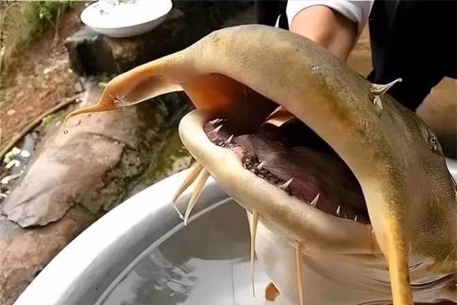 'Quái ngư' lọt lưới, ngư dân hốt hoảng tưởng 'rồng' tái thế 'Quai ngu' lot luoi, ngu dan hot hoang tuong 'rong' tai the