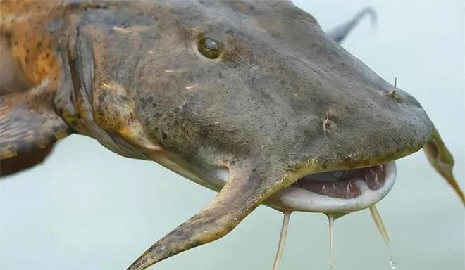 'Quai ngu' lot luoi, ngu dan hot hoang tuong 'rong' tai the-Hinh-2