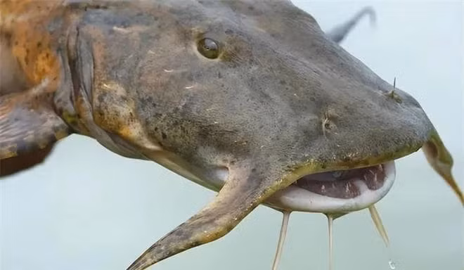 'Quái ngư' lọt lưới, ngư dân hốt hoảng tưởng 'rồng' tái thế - Hình 2 'Quai ngu' lot luoi, ngu dan hot hoang tuong 'rong' tai the-Hinh-2