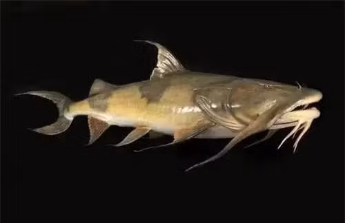 'Quái ngư' lọt lưới, ngư dân hốt hoảng tưởng 'rồng' tái thế - Hình 3 'Quai ngu' lot luoi, ngu dan hot hoang tuong 'rong' tai the-Hinh-3