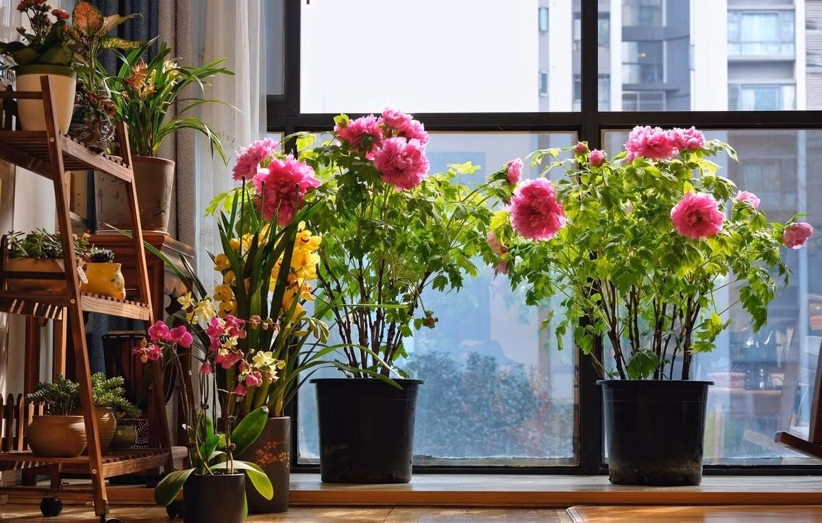  4. Người xưa nói: Trồng hoa mẫu đơn, gia đình phú quý. Hoa mẫu đơn cũng là loài hoa mà người ta thường gọi là loài hoa phú quý. Việc đặt một chậu cây trong nhà vừa giàu sang, cát tường, tượng trưng cho sự phú quý, thịnh vượng. 