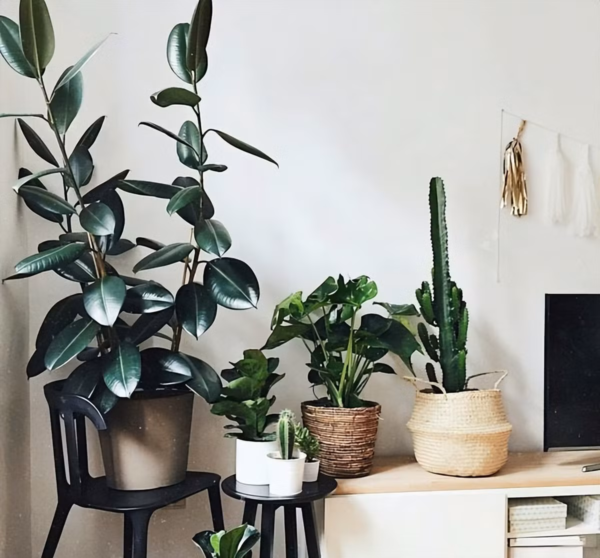  3. Người xưa dặn: Trồng đa búp đỏ trong nhà xua đuổi xui xẻo. Theo người xưa, cây đa búp đỏ có ý nghĩa thu hút tài lộc, mang lại may mắn cho đôi bên, thu hút tài lộc và may mắn, xua đuổi những điều xui xẻo. 