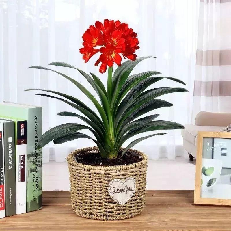  Theo người xưa, giữ một chậu lan quân tử trong nhà không chỉ sang trọng, quý phái mà còn tượng trưng cho phong cách quý ông, gia đình hòa thuận. Ngoài ra, giữ một chậu cây này trong nhà có thể mang lại may mắn, giàu có. Có thể nói đây là “bông hoa tài lộc” tốt mang lại sự giàu sang, cát tường. Ảnh minh họa Toutiao