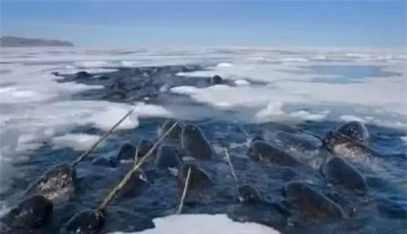 Ky la loai sinh vat co rang quy hon vang