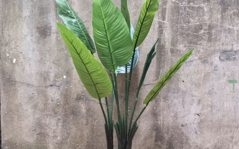 Nguyên nhân là do cây chuối có tán lá rộng, rậm rạp, nó sẽ che hết ánh nắng mặt trời và tầm nhìn nếu trồng trước nhà. Từ đó, gia chủ sẽ khó quan sát phía trước nhà, đồng thời khiến ngôi nhà trở nên tối tăm, thiếu ánh sáng tự nhiên.