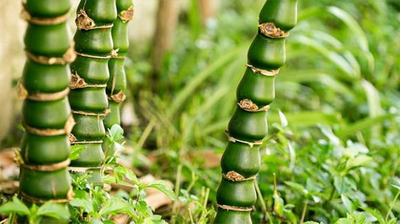 Nhất là khi trồng cây trúc sau nhà hoặc dọc hai bên nhà, gia chủ sẽ càng thông thuận hơn trong công việc cũng như cuộc sống. Đời sống tình cảm các thành viên trong gia đình sẽ càng thêm gắn bó, viên mãn, hạnh phúc. Trồng trúc trước nhà, nếu cây quá cao và rậm rạp sẽ che khuất tầm nhìn, cản sáng và cản tài lộc vào nhà.