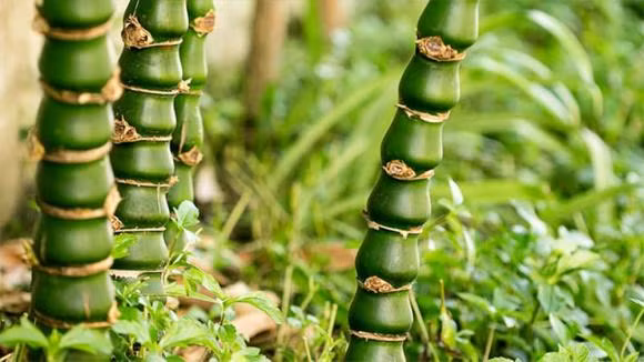 Nhất là khi trồng cây trúc sau nhà hoặc dọc hai bên nhà, gia chủ sẽ càng thông thuận hơn trong công việc cũng như cuộc sống. Đời sống tình cảm các thành viên trong gia đình sẽ càng thêm gắn bó, viên mãn, hạnh phúc. Trồng trúc trước nhà, nếu cây quá cao và rậm rạp sẽ che khuất tầm nhìn, cản sáng và cản tài lộc vào nhà.