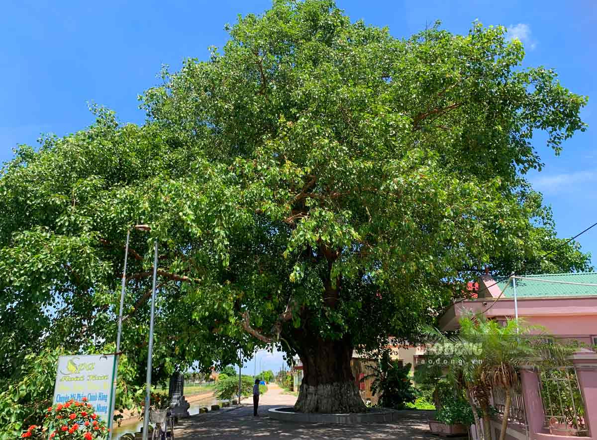 Trong phong thủy, cây bồ đề tượng trưng cho sự tỉnh thức, chân lý thông suốt và sự giác ngộ. Bên cạnh đó, cây cảnh này còn khả năng trừ tà ma và thanh tẩy những ô uế, mang lại may mắn, giúp gia đình bình an, hạnh phúc.