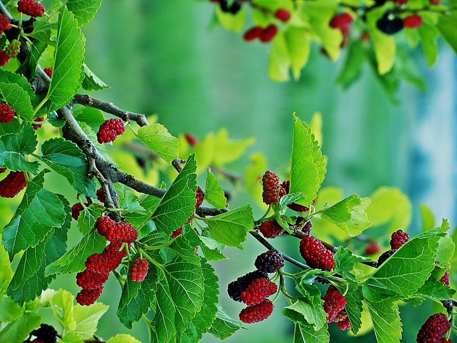 Một khi thấy cây dâu tằm ở đây, tức thấy loại âm khí mạnh hơn, ma quỷ sẽ cho rằng trong nhà đã có kẻ chế ngự rồi nên không vào nữa. Nhờ đó, gia đình sẽ luôn êm ấm, không bị ma quỷ quấy phá, có cuộc sống sung túc, viên mãn hơn.