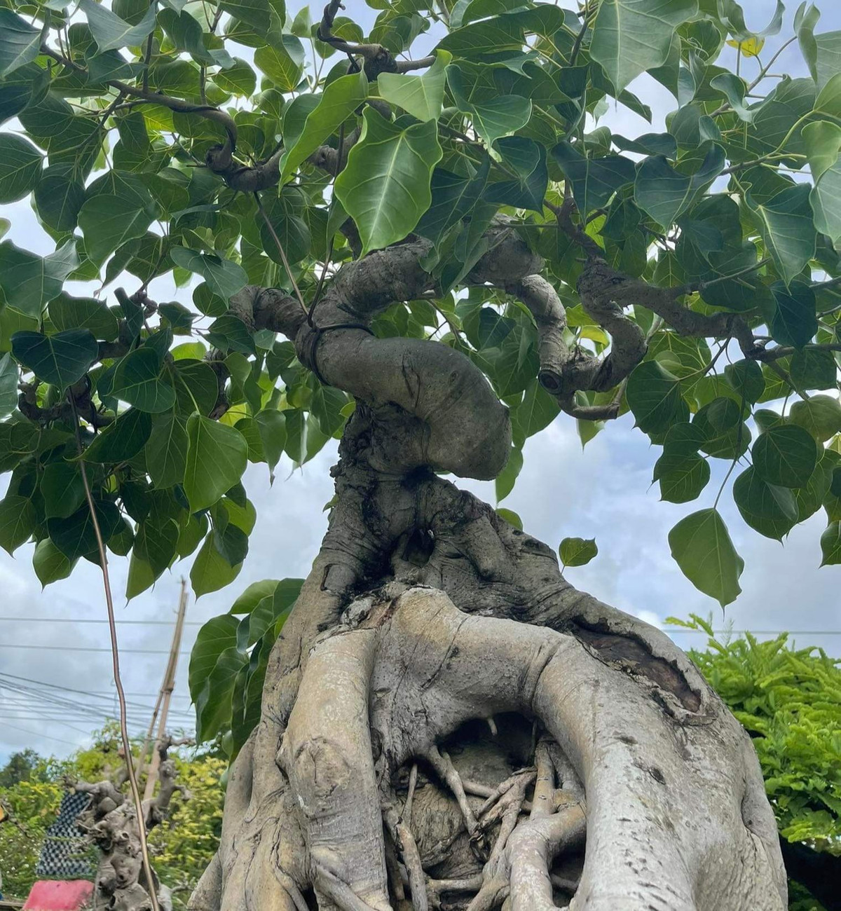 Tuy nhiên, không nên trồng cây bồ đề trước nhà vì tán lá to và um tùm, dễ cản trở ánh sáng cũng như lộc khí chảy vào nhà. Nếu trồng cây bồ đề sau nhà, sẽ giống như ngôi nhà của bạn được đức Phật che chở, bảo vệ giúp gia đình luôn bình an.