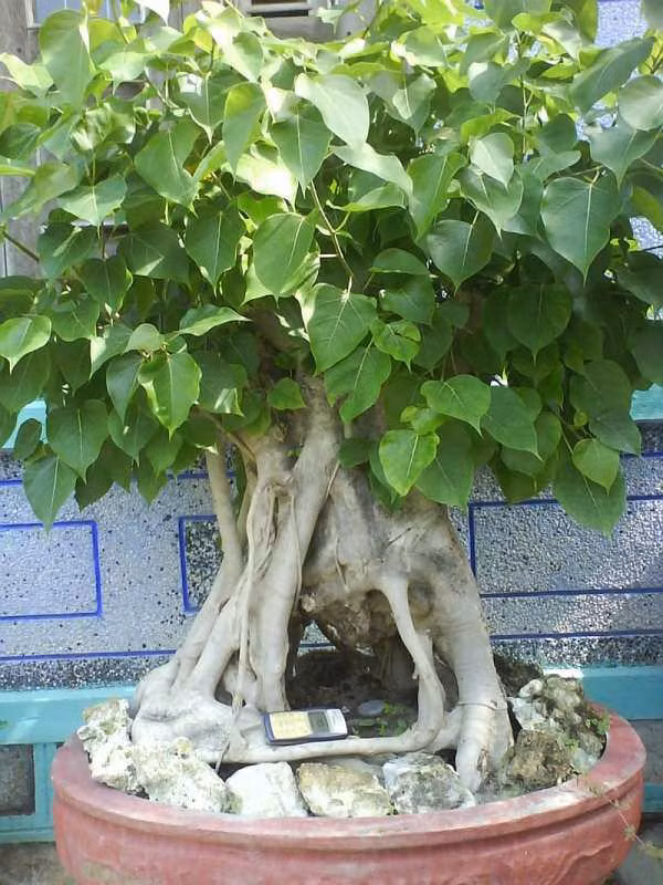  Cành khá dẻo dai, dễ dàng uốn cong tạo thành nhiều kiểu bonsai khác nhau nên có thể trồng trong chậu. Tán lá bồ đề rậm rạp, lá to và có hình tim, các gân lá hình chân chim lộ rõ trông rất bắt mắt.