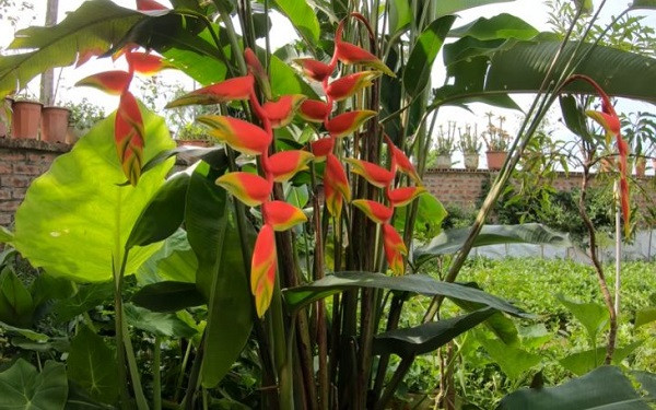  Theo phong thủy, cây chuối cảnh có khả năng hấp thụ năng lượng tiêu cực trong không gian sống, đồng thời giúp kích thích năng lượng tích cực, tăng cường may mắn và thu hút tài lộc cho gia chủ. Trồng chuối cảnh trong vườn nhà sẽ mang lại sự giàu có, thịnh vượng cho gia chủ.