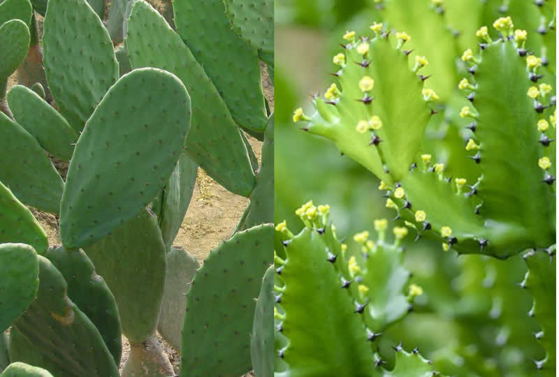 Vì những lý do trên, khuyên bạn nên trồng cây xương rồng ở phía sau nhà, nơi ít gây ảnh hưởng đến không gian sống và bảo vệ sự an toàn của các thành viên trong gia đình. (*) Thông tin trong bài chỉ mang tính chất tham khảo, chiêm nghiệm!