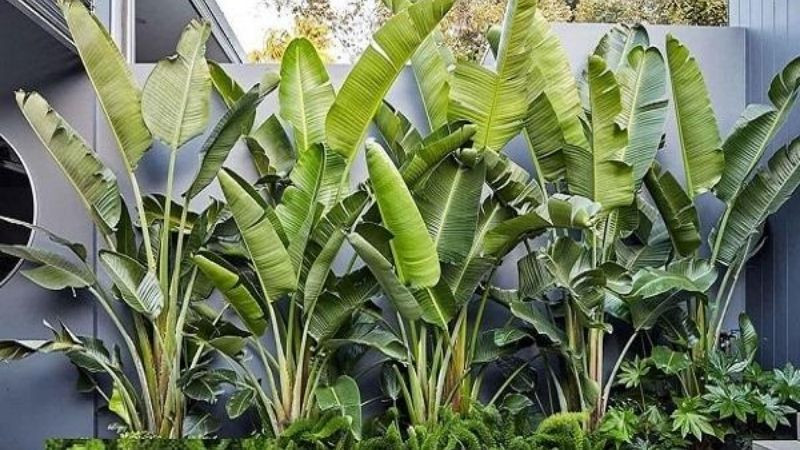 Nếu trồng cây chuối sau nhà, những tán lá rộng của nó có thể che chắn khí lạnh tràn về từ phía Bắc, che mát nắng nóng buổi chiều của hướng Tây.