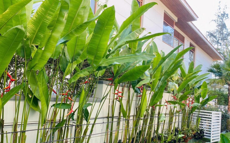 Vì đẹp và có thể thu hút tài lộc nên nhiều người cho rằng nên trồng chuối cảnh trước nhà. Nhưng người xưa có câu “trước cau, sau chuối”, ý muốn nói cây chuối chỉ thích hợp trồng ở sau nhà.