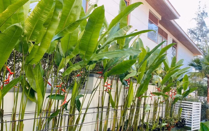 Vì đẹp và có thể thu hút tài lộc nên nhiều người cho rằng nên trồng chuối cảnh trước nhà. Nhưng người xưa có câu “trước cau, sau chuối”, ý muốn nói cây chuối chỉ thích hợp trồng ở sau nhà.