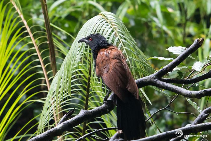 Bìm bịp có hai loài, đều sở hữu thân dài, đầu tròn múp, mỏ to nhọn, mắt tròn, màu đỏ, đuôi dài hơn cánh, chân có 4 ngón, 2 trước và 2 sau, móng dài và sắc