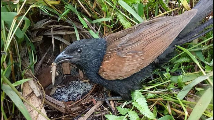 Do tiếng kêu to nên Bìm bịp có thể báo hiệu có người lạ đang bước vào nhà
