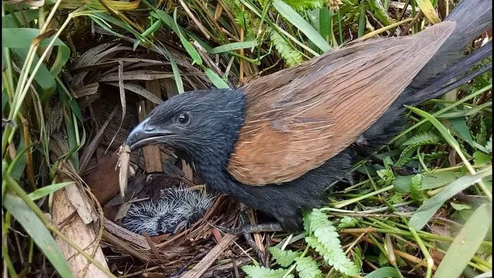 Do tiếng kêu to nên Bìm bịp có thể báo hiệu có người lạ đang bước vào nhà