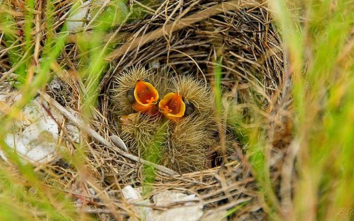 Ngoài những đặc tính này, Bìm bịp còn có khả năng biết tìm thảo dược đắp chân cho chim non lành xương