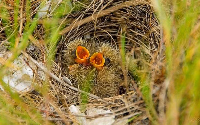 Ngoài những đặc tính này, Bìm bịp còn có khả năng biết tìm thảo dược đắp chân cho chim non lành xương