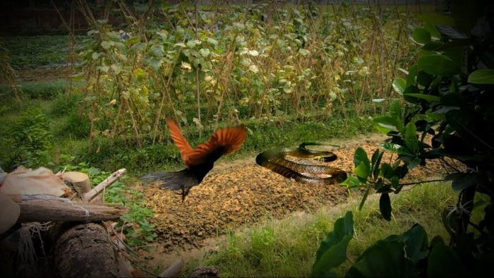 Chim Bìm bịp có tính hung dữ, nhất là khi đối diện với kẻ thù hoặc tranh giành lãnh thổ và kêu rất to