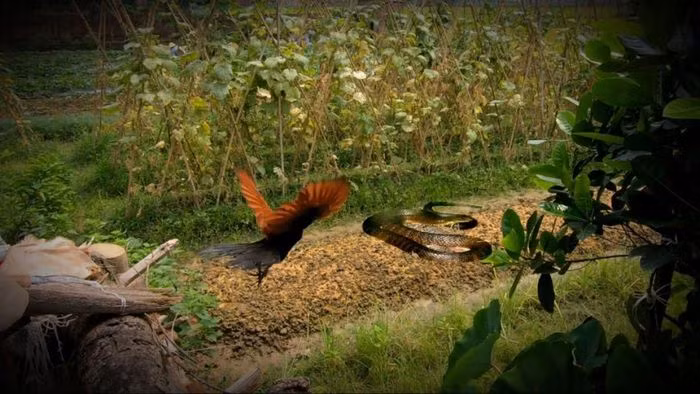 Chim Bìm bịp có tính hung dữ, nhất là khi đối diện với kẻ thù hoặc tranh giành lãnh thổ và kêu rất to