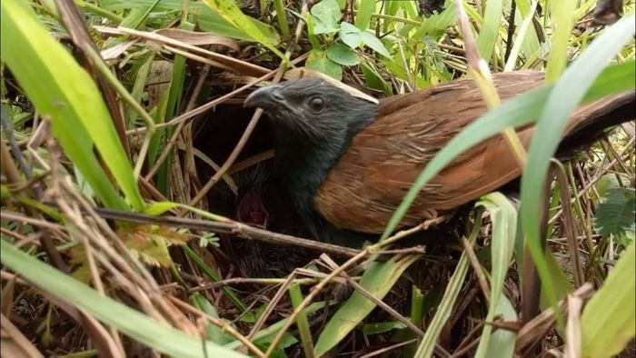 Tuy nhiên, Bìm bịp không phải là giống chim dễ nuôi