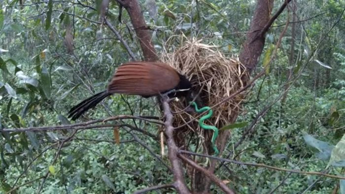 Sở dĩ chim có tên Bìm bịp là do tiếng kêu của chúng, đó là tiếng “Bìm bịp”