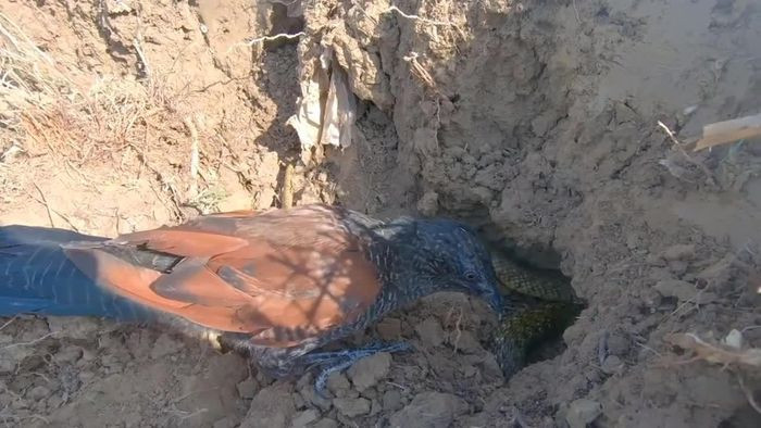 Để làm được điều này, Bìm bịp phải được nuôi từ nhỏ và thả tự do chạy nhảy trong sân vườn và có thời gian để huấn luyện