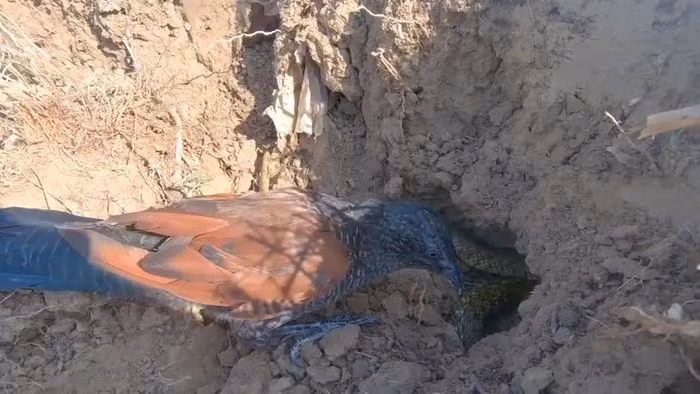 Để làm được điều này, Bìm bịp phải được nuôi từ nhỏ và thả tự do chạy nhảy trong sân vườn và có thời gian để huấn luyện