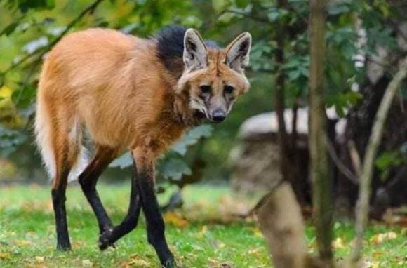 Sói bờm: Sói bờm là loài chó lớn nhất tại Nam Mỹ, có ngoại hình thoạt nhìn giống một con cáo cỡ lớn hơn là chó. Chúng sở hữu bộ lông hơi đỏ, chiều cao lên đến 1,07m, dài gần 1,5m và nặng 34kg. Với kích thước, ngoại hình gây chú ý đó, sói bờm dễ dàng thu hút mọi ánh nhìn khi xuất hiện.