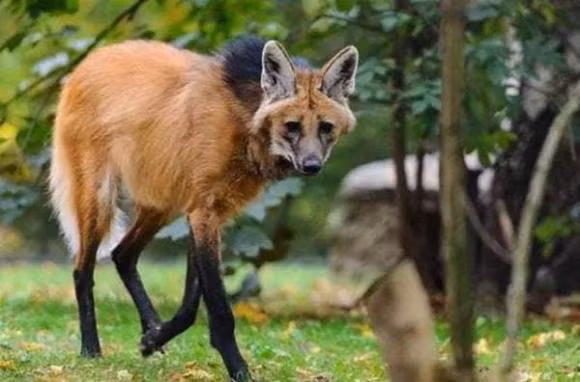 Sói bờm: Sói bờm là loài chó lớn nhất tại Nam Mỹ, có ngoại hình thoạt nhìn giống một con cáo cỡ lớn hơn là chó. Chúng sở hữu bộ lông hơi đỏ, chiều cao lên đến 1,07m, dài gần 1,5m và nặng 34kg. Với kích thước, ngoại hình gây chú ý đó, sói bờm dễ dàng thu hút mọi ánh nhìn khi xuất hiện.