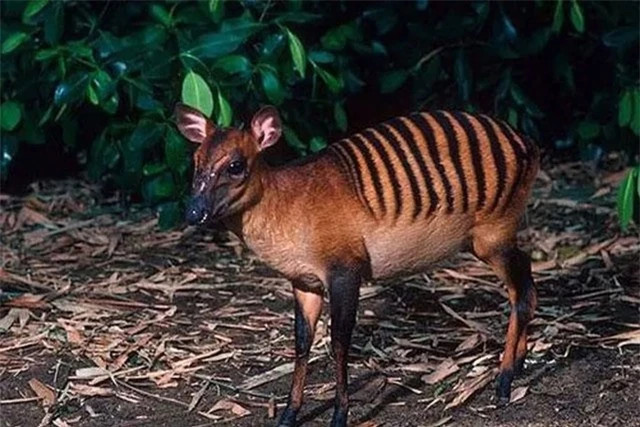 Linh dương lưng vằn: Linh dương lưng vằn là động vật có vú trong họ Bovidae, bộ Artiodactyla. Loài này được tìm thấy ở Bờ Biển Ngà, Guinea, Liberia… Chúng có bộ lông nâu dỏ hoặc vàng, đặc biệt trên lưng có sọc như ngựa vằn, vệt đen trên chân và mặt màu nâu đỏ. 