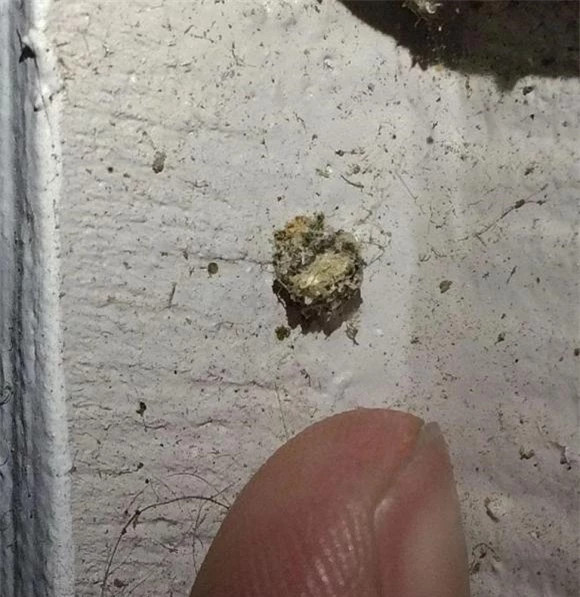 Tất cả các chất chuyển hóa của chúng được giữ lại trong cơ thể, một số cuối cùng sẽ được sử dụng để kéo tơ và làm kén, trong khi phần còn lại sẽ được bài tiết dưới dạng phân su vào cuối giai đoạn nhộng.