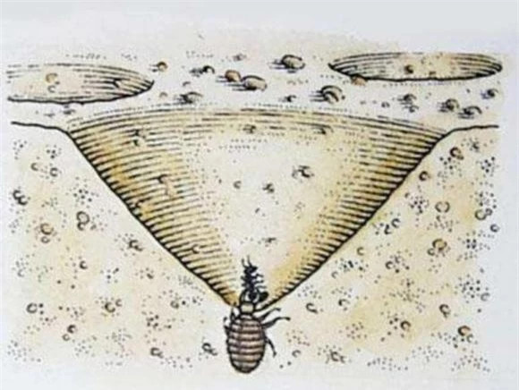 Kiến sư tử thực chất là ấu trùng của một loài côn trùng bay. Những con trưởng thành của nó trông như thế này (hình trên). Chúng thường sống về đêm nên không phổ biến. Chúng thường bị nhầm lẫn với một loại chuồn chuồn hoặc chuồn chuồn kim, và chúng trông hơi giống nhau, nhưng mối quan hệ di truyền của chúng với chuồn chuồn kim hoặc chuồn chuồn rất xa.