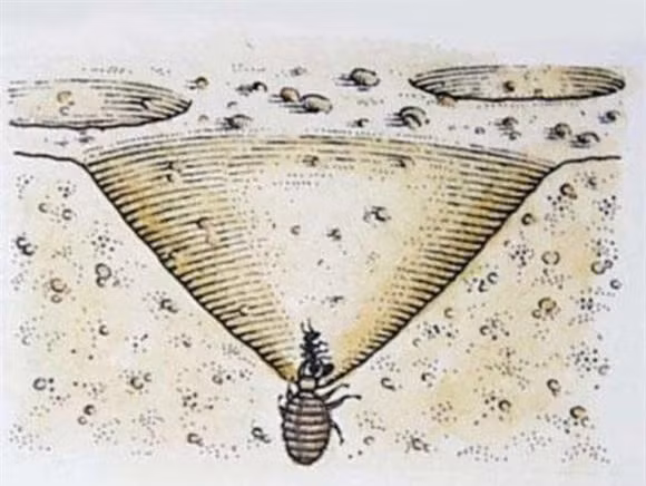 Kiến sư tử thực chất là ấu trùng của một loài côn trùng bay. Những con trưởng thành của nó trông như thế này (hình trên). Chúng thường sống về đêm nên không phổ biến. Chúng thường bị nhầm lẫn với một loại chuồn chuồn hoặc chuồn chuồn kim, và chúng trông hơi giống nhau, nhưng mối quan hệ di truyền của chúng với chuồn chuồn kim hoặc chuồn chuồn rất xa.