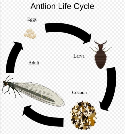 Đây là loài chuồn chuồn kim. Chúng thường được coi là chuồn chuồn, nhưng thực tế chúng đẹp hơn chuồn chuồn rất nhiều. Trên thực tế, rất dễ dàng để phân biệt một con kiến, chỉ cần nhìn xem nó có râu trên đầu hay không. Trên thế giới có hơn 2.000 loài kiến, và về cơ bản chúng đều có cặp râu rõ ràng này.
