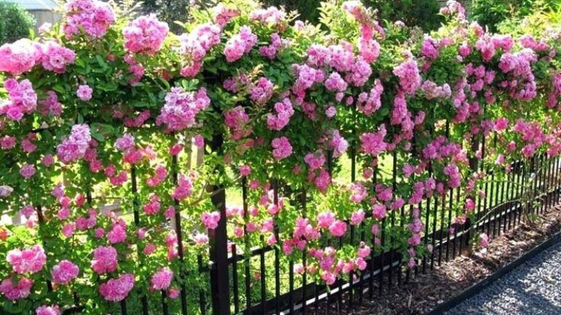 Người xưa còn cho rằng, trồng một cây tường vi trong sân nhà sẽ cải thiện phong thủy, giúp gia đình có “vận tài luôn chảy", đón năng lượng tím đến từ phương Đông, mang theo quý nhân, giúp sự nghiệp thuận lợi, cuộc sống suôn sẻ, may mắn.